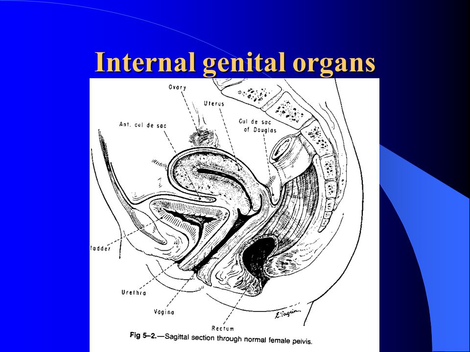 Internal genital organs