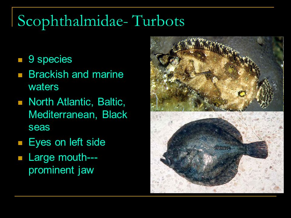 Scophthalmidae- Turbots 9 species Brackish and marine waters North Atlantic, Baltic, Mediterranean, Black seas Eyes on left side Large mouth--- prominent jaw
