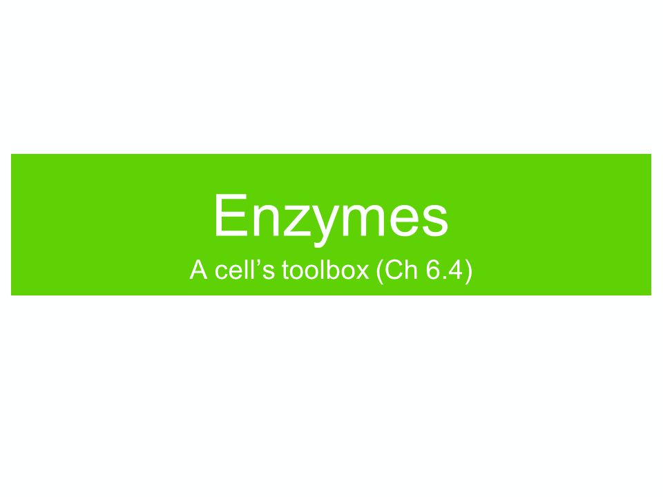 Enzymes A cell’s toolbox (Ch 6.4)