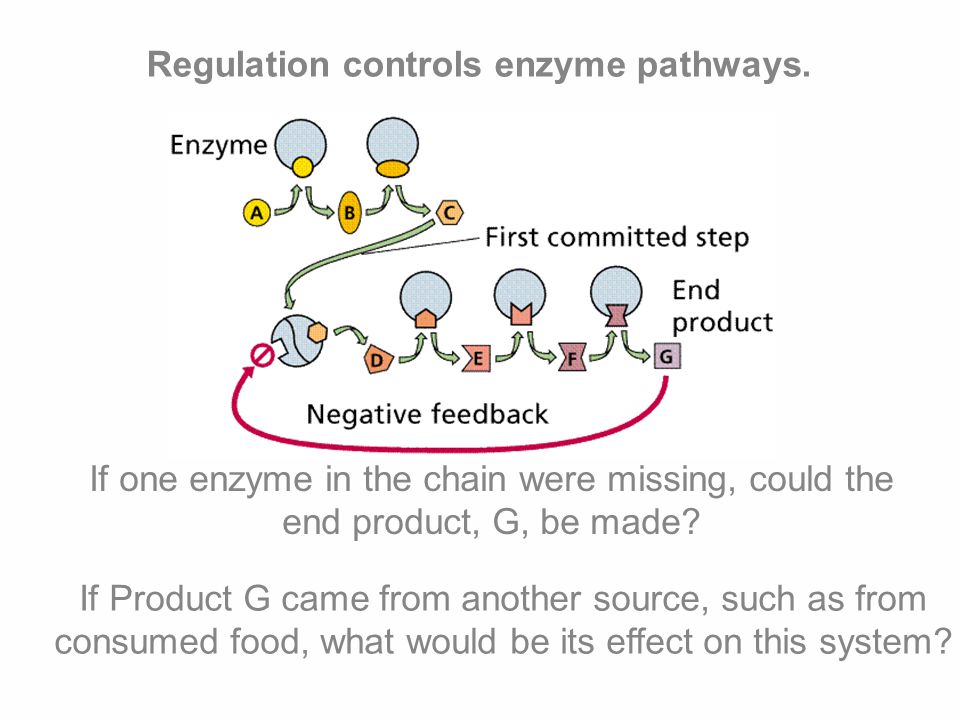 Regulation controls enzyme pathways.