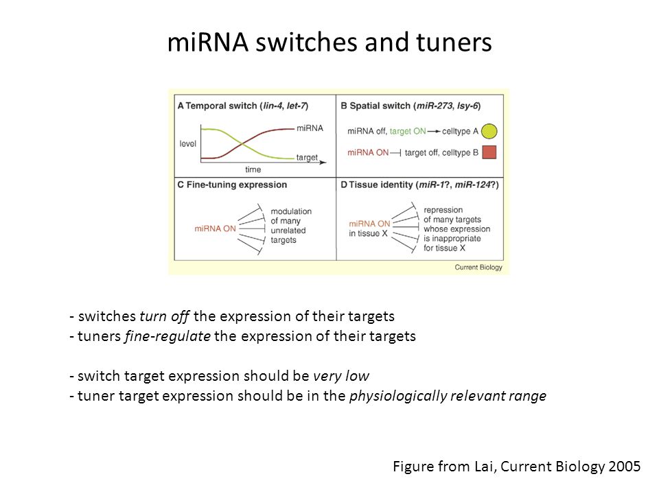 miRNA switches and tuners - switches turn off the expression of their targets - tuners fine-regulate the expression of their targets - switch target expression should be very low - tuner target expression should be in the physiologically relevant range Figure from Lai, Current Biology 2005