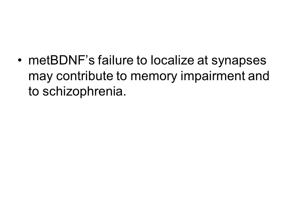 metBDNF’s failure to localize at synapses may contribute to memory impairment and to schizophrenia.