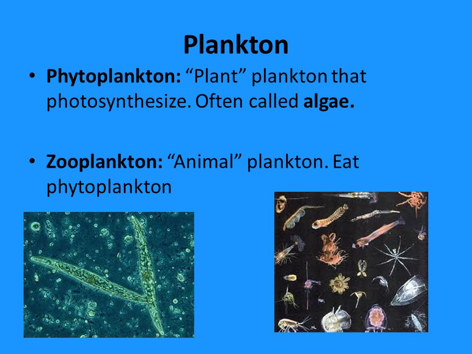 Marine Organisms. Three Categories: Plankton – Usually very small floating  organism, either plants or animals, which are at the mercy of the tides  winds. - ppt download