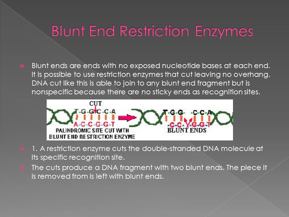  Blunt ends are ends with no exposed nucleotide bases at each end.