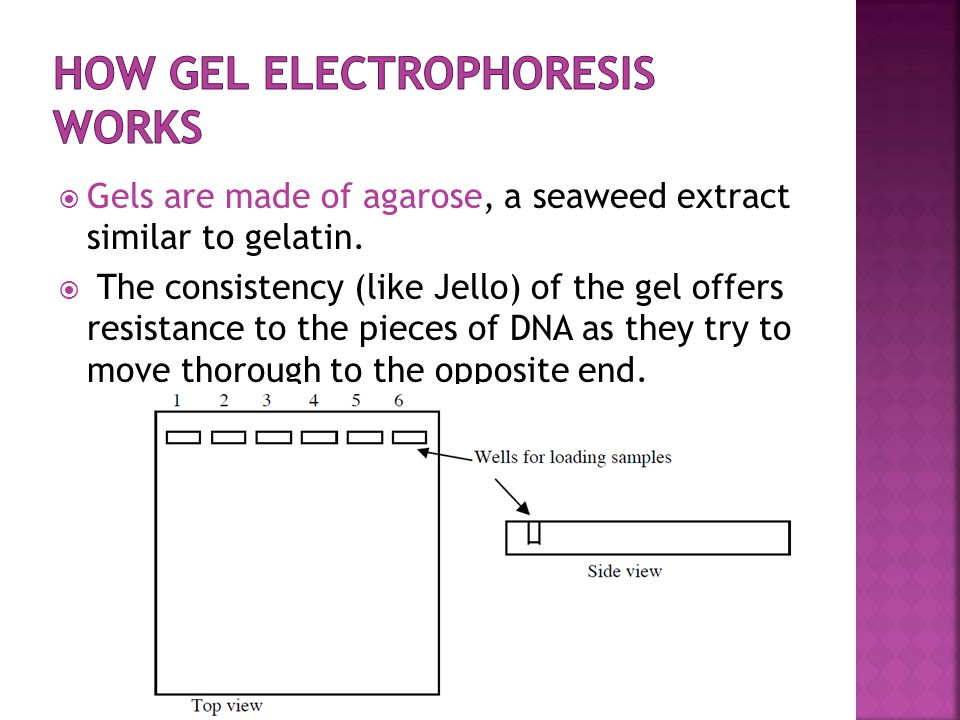  Gels are made of agarose, a seaweed extract similar to gelatin.