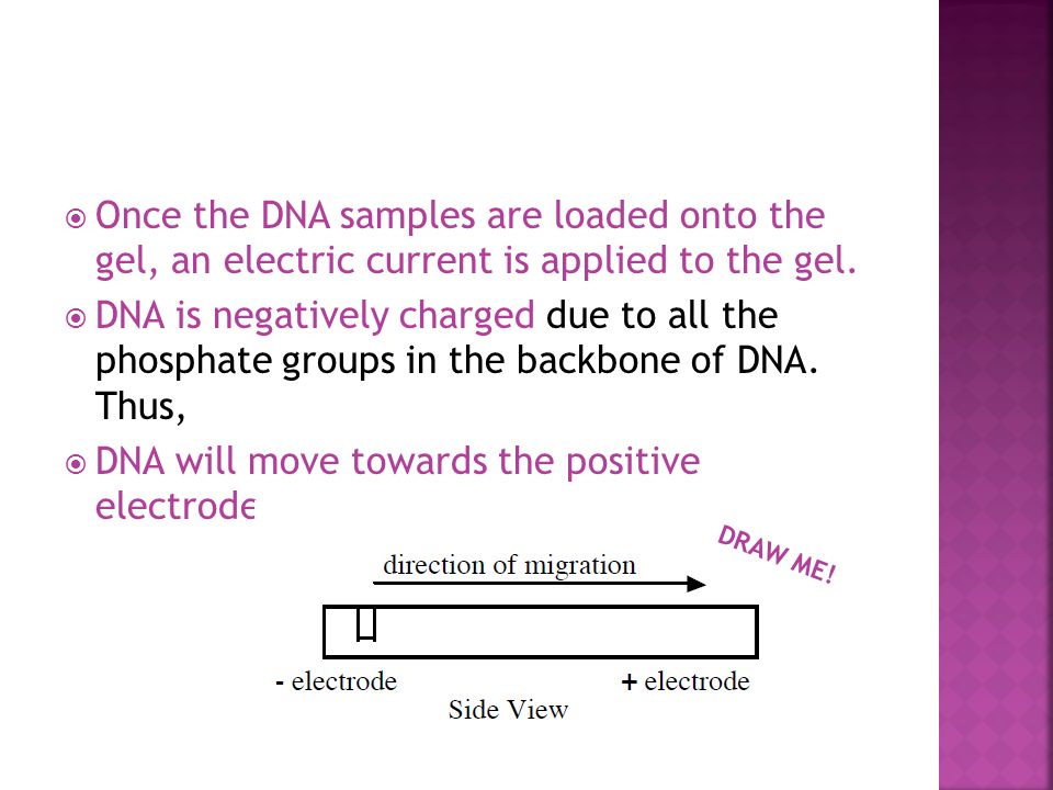  Once the DNA samples are loaded onto the gel, an electric current is applied to the gel.