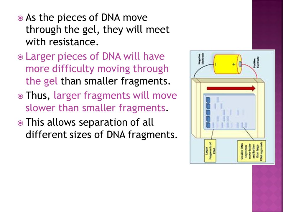  As the pieces of DNA move through the gel, they will meet with resistance.