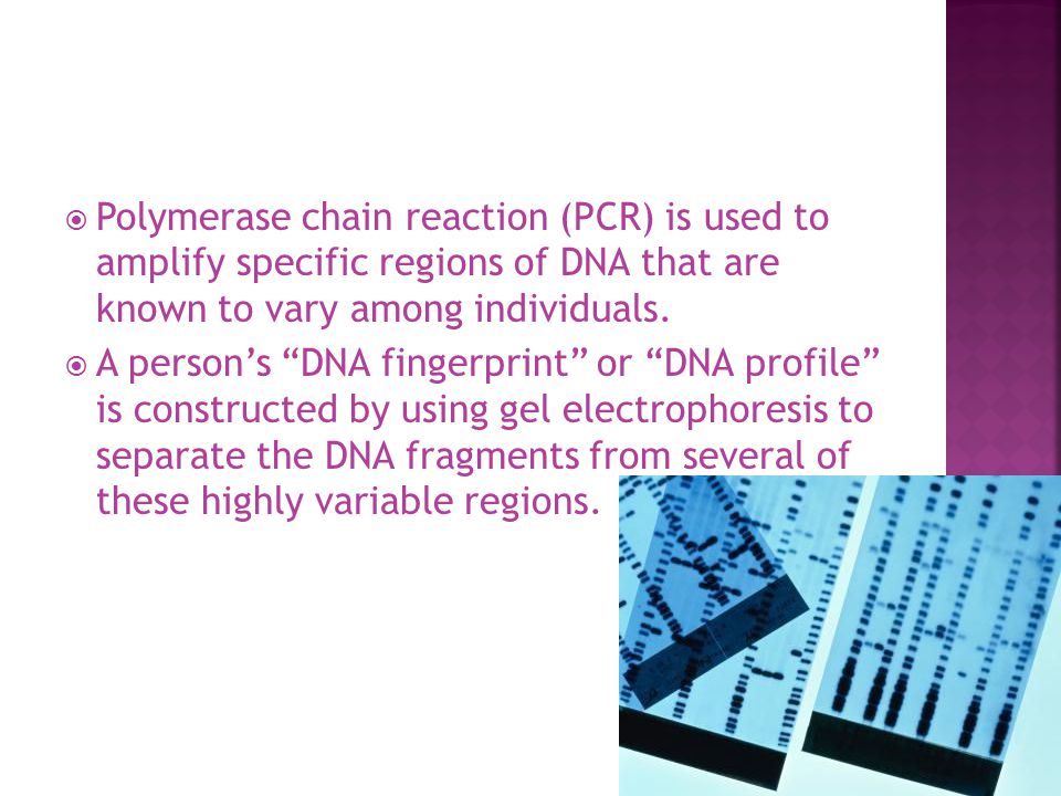  Polymerase chain reaction (PCR) is used to amplify specific regions of DNA that are known to vary among individuals.