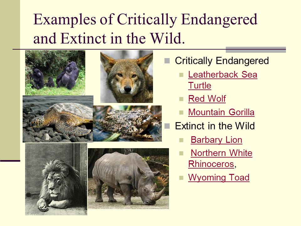 Extinction is Forever. What is Extinction? Extinction is the end of a  species. Extinction begins the moment the last member of a species dies.  Extinction. - ppt download