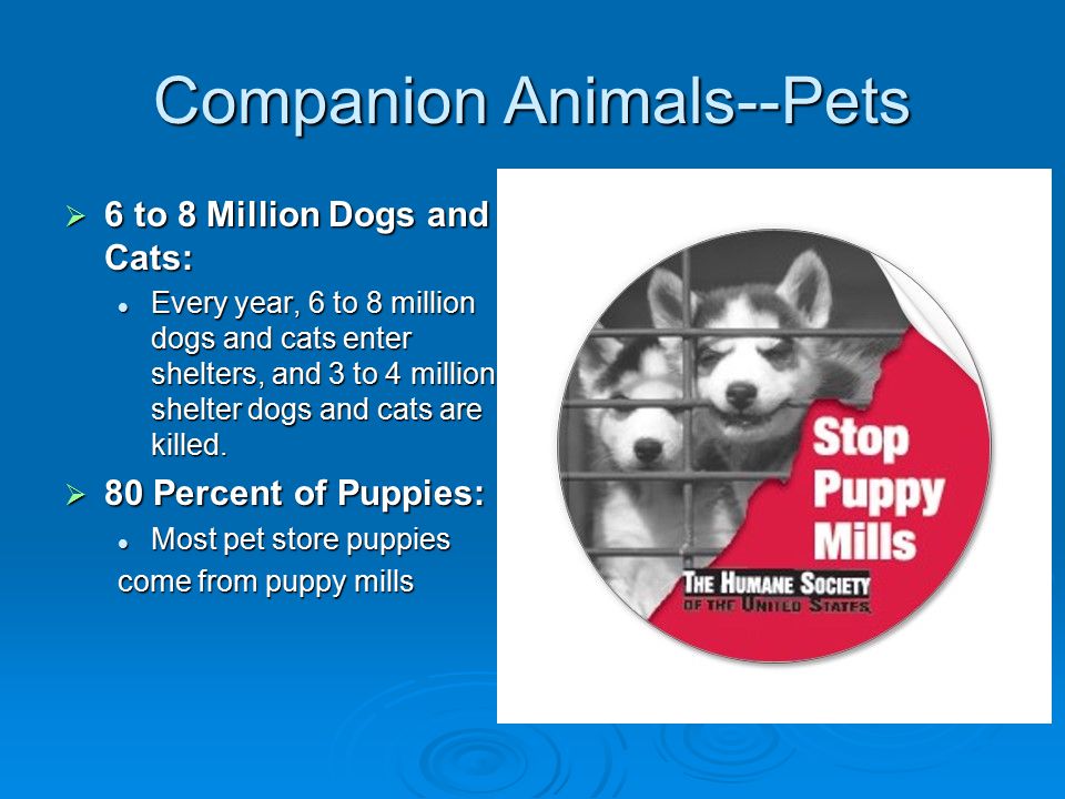 Companion Animals--Pets  6 to 8 Million Dogs and Cats: Every year, 6 to 8 million dogs and cats enter shelters, and 3 to 4 million shelter dogs and cats are killed.