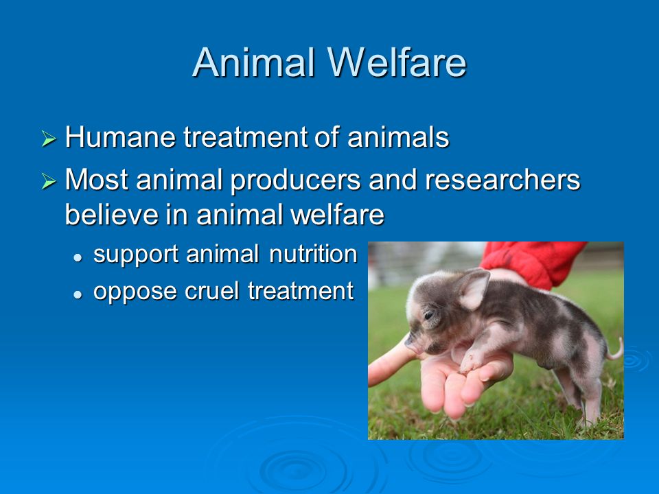 Animal Welfare  Humane treatment of animals  Most animal producers and researchers believe in animal welfare support animal nutrition support animal nutrition oppose cruel treatment oppose cruel treatment