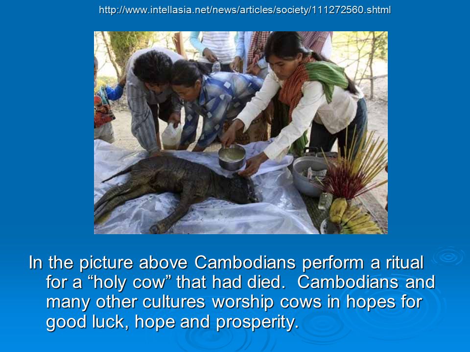 In the picture above Cambodians perform a ritual for a holy cow that had died.