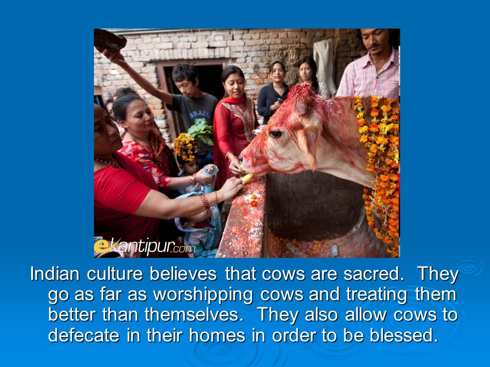Indian culture believes that cows are sacred.