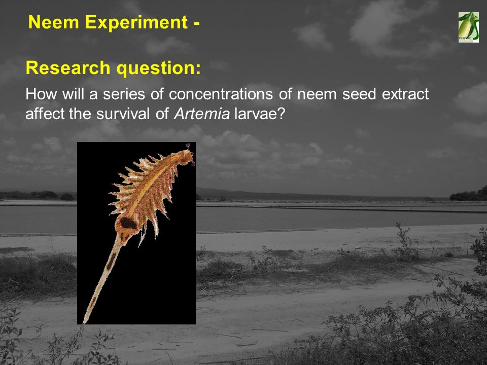 Neem Experiment - Research question: How will a series of concentrations of neem seed extract affect the survival of Artemia larvae