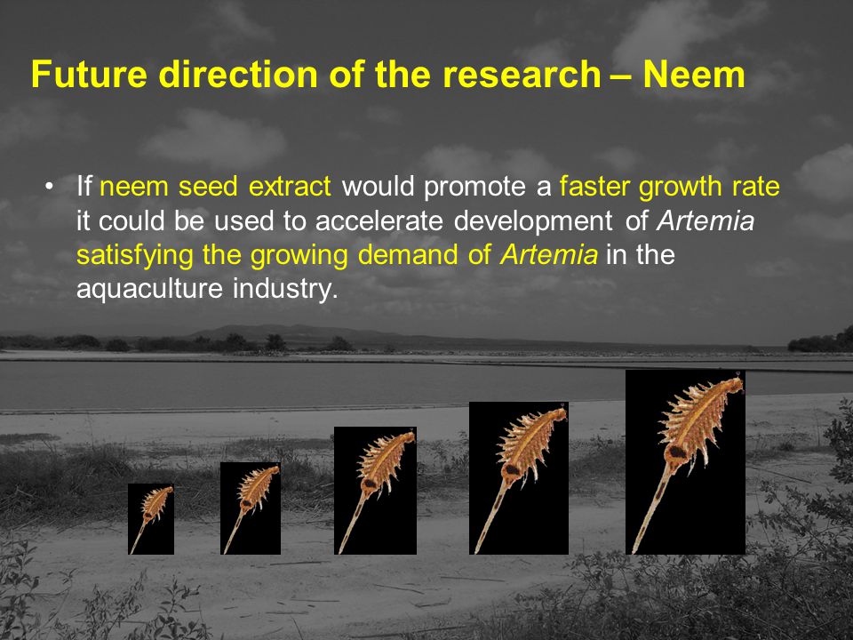 If neem seed extract would promote a faster growth rate it could be used to accelerate development of Artemia satisfying the growing demand of Artemia in the aquaculture industry.