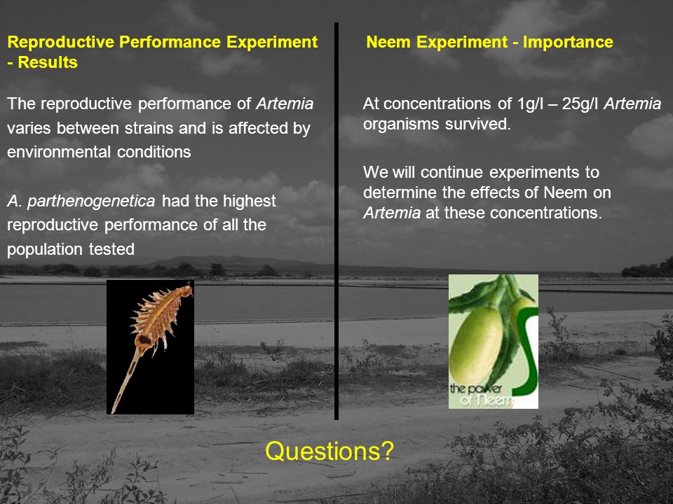The reproductive performance of Artemia varies between strains and is affected by environmental conditions A.