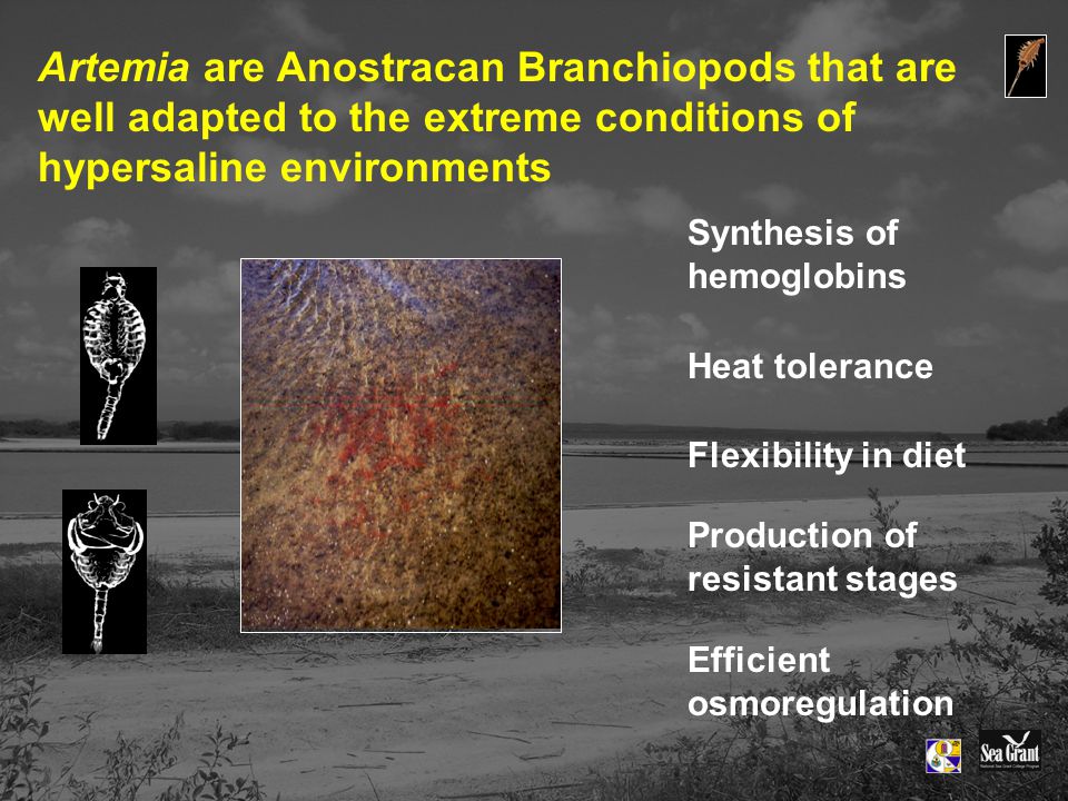 Artemia are Anostracan Branchiopods that are well adapted to the extreme conditions of hypersaline environments Synthesis of hemoglobins Heat tolerance Flexibility in diet Production of resistant stages Efficient osmoregulation