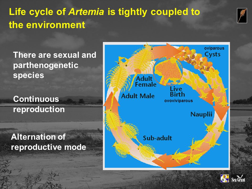 oviparous ovoviviparous Life cycle of Artemia is tightly coupled to the environment Continuous reproduction Alternation of reproductive mode There are sexual and parthenogenetic species