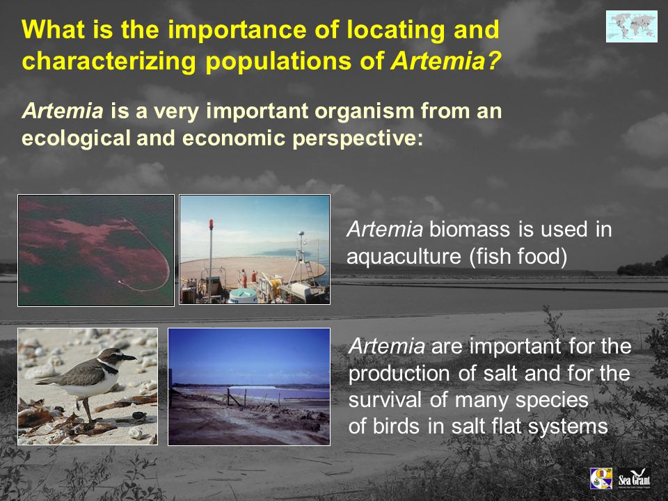 Artemia is a very important organism from an ecological and economic perspective: Artemia biomass is used in aquaculture (fish food) Artemia are important for the production of salt and for the survival of many species of birds in salt flat systems What is the importance of locating and characterizing populations of Artemia