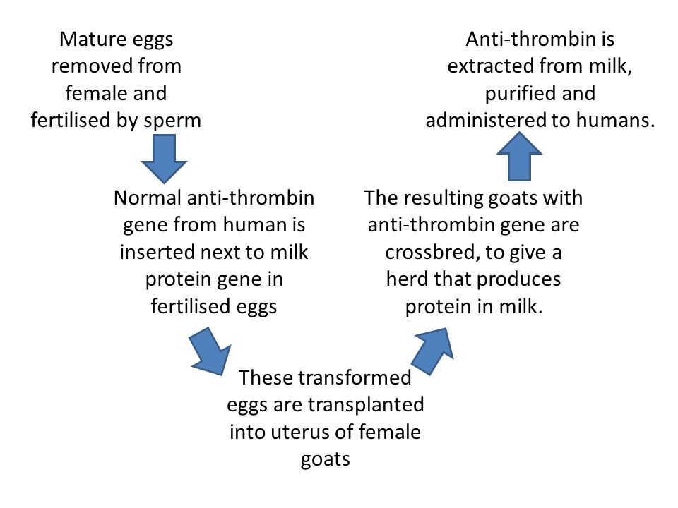 Mature eggs removed from female and fertilised by sperm Normal anti-thrombin gene from human is inserted next to milk protein gene in fertilised eggs These transformed eggs are transplanted into uterus of female goats The resulting goats with anti-thrombin gene are crossbred, to give a herd that produces protein in milk.