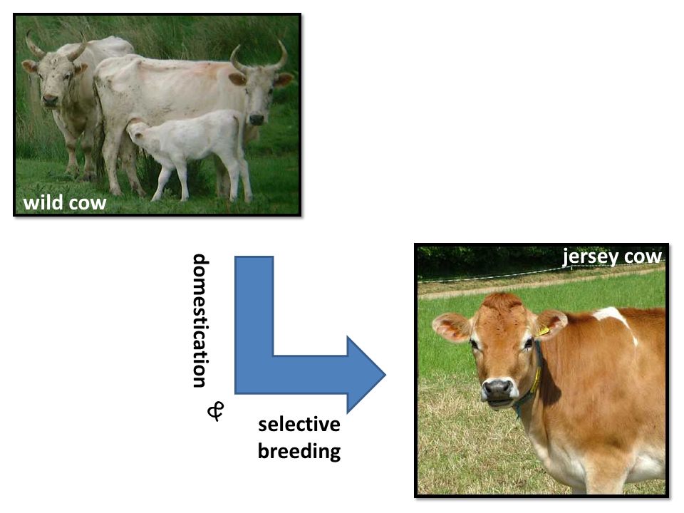 domestication & selective breeding wild cow jersey cow