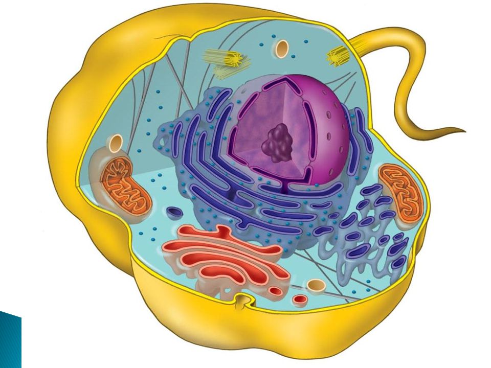 Клетка человека изображение. Клетка организма. Клетка без подписей. Клетка цитология. Клетки тела человека.