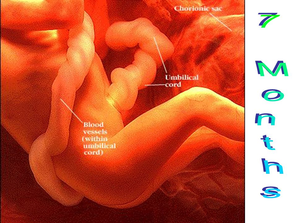 Как выглядит ребенок на 21 неделе беременности The Female Reproductive Organs Conception The sperm and ovum, or egg, come toget