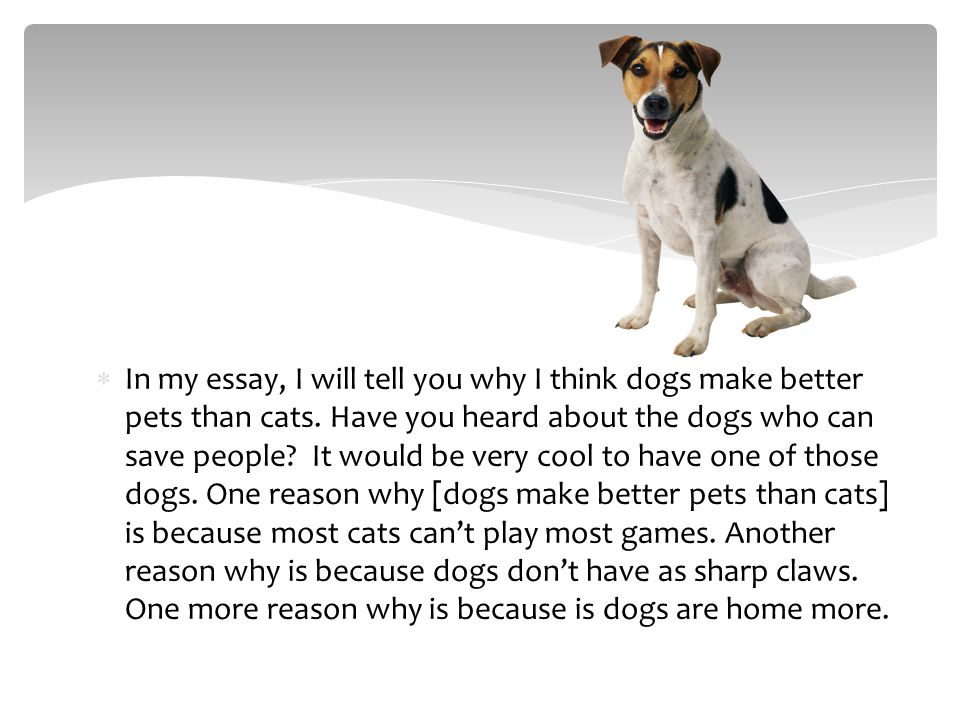  In my essay, I will tell you why I think dogs make better pets than cats.