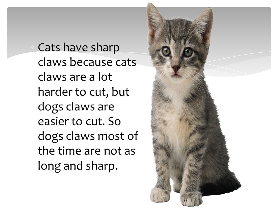  Cats have sharp claws because cats claws are a lot harder to cut, but dogs claws are easier to cut.
