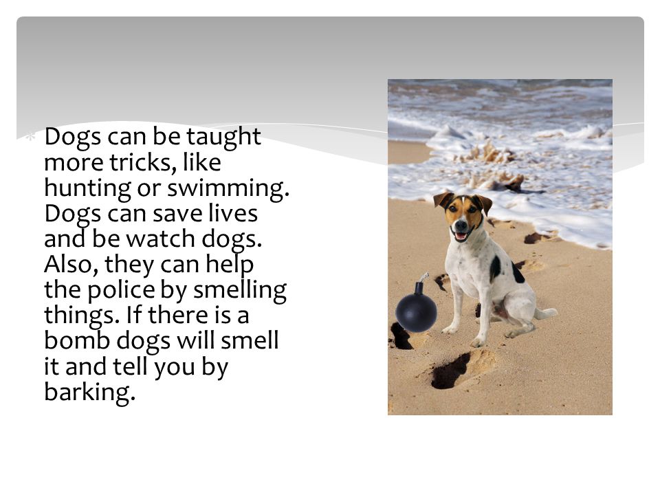  Dogs can be taught more tricks, like hunting or swimming.