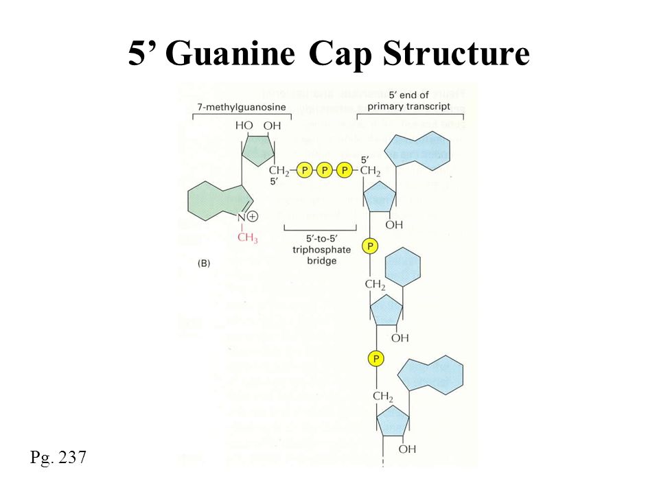 Pg ’ Guanine Cap Structure
