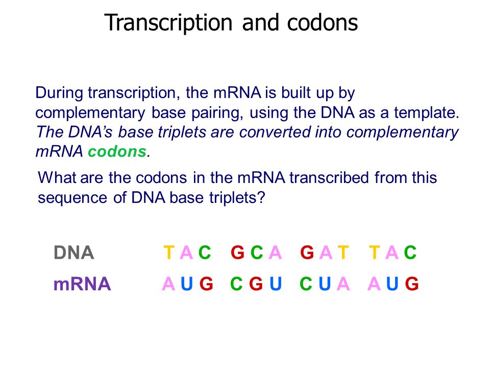 Syllabus Transcription As The Production Of Mrna From Dna The Role Of Rna Polymerase The Splicing Of Pre Mrna To Form Mrna In Eukaryotic Cells Ppt Download