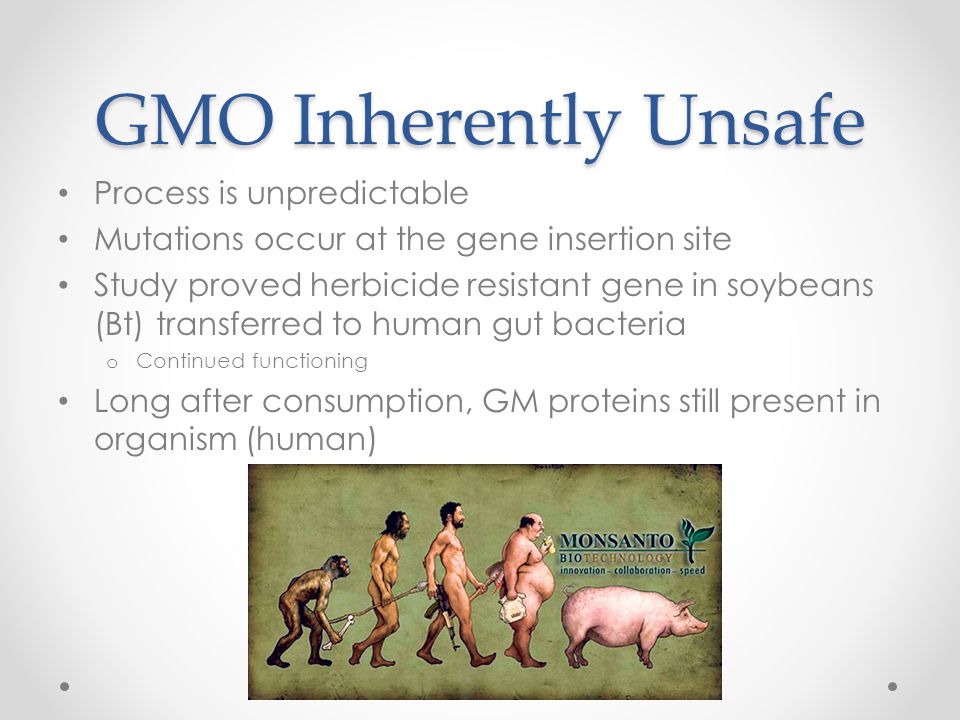 GMO Inherently Unsafe Process is unpredictable Mutations occur at the gene insertion site Study proved herbicide resistant gene in soybeans (Bt) transferred to human gut bacteria o Continued functioning Long after consumption, GM proteins still present in organism (human)