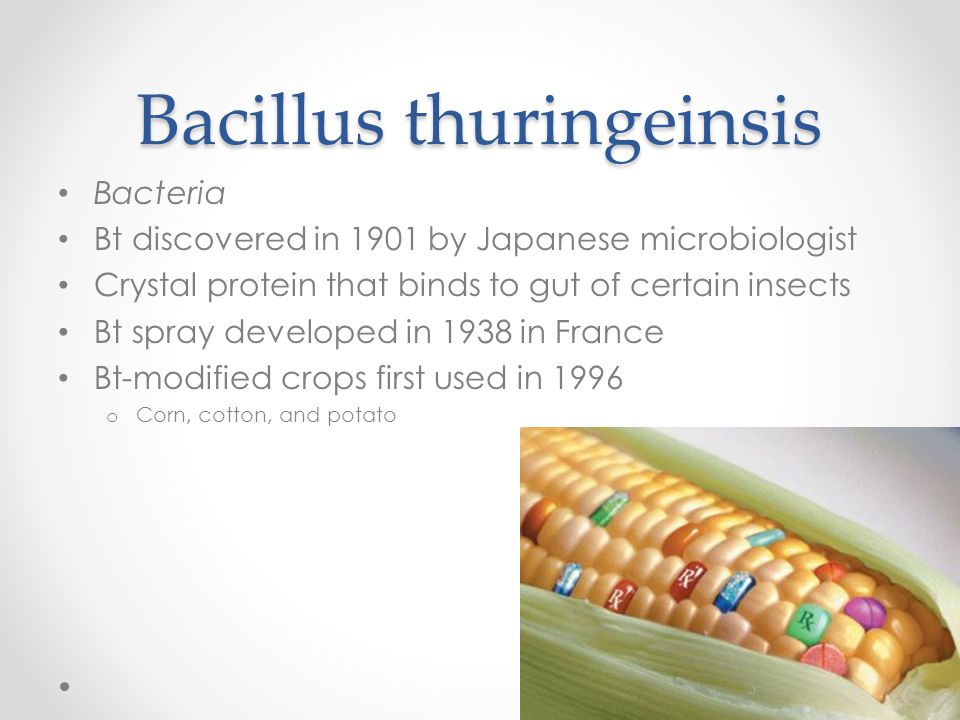 Bacillus thuringeinsis Bacteria Bt discovered in 1901 by Japanese microbiologist Crystal protein that binds to gut of certain insects Bt spray developed in 1938 in France Bt-modified crops first used in 1996 o Corn, cotton, and potato