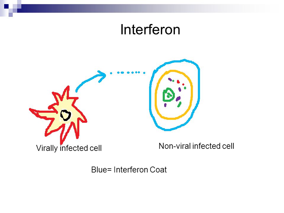 Interferon Virally infected cell Non-viral infected cell Blue= Interferon Coat