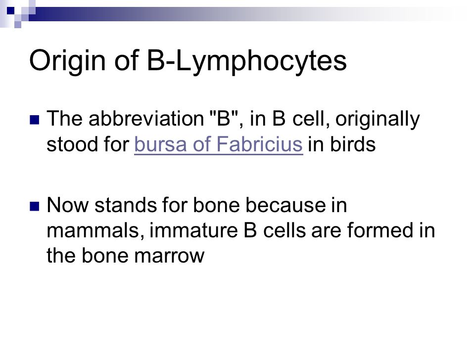 Origin of B-Lymphocytes The abbreviation B , in B cell, originally stood for bursa of Fabricius in birdsbursa of Fabricius Now stands for bone because in mammals, immature B cells are formed in the bone marrow