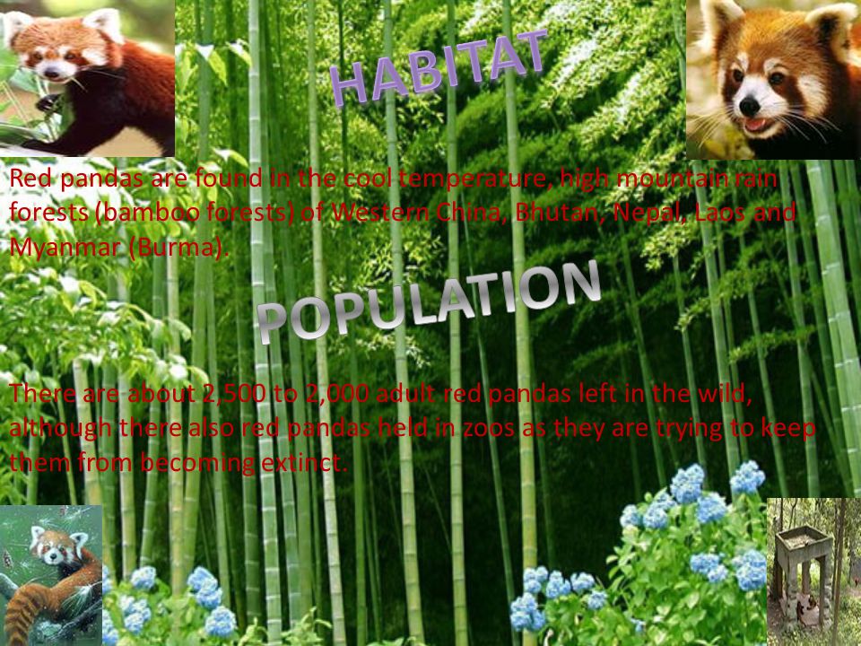 A Red Panda Is The Size Of A Pet Cat They Have Red Fur And A Long Thick Tail They Eat Mostly Bamboo They Spend Most Of Their Time In Trees They