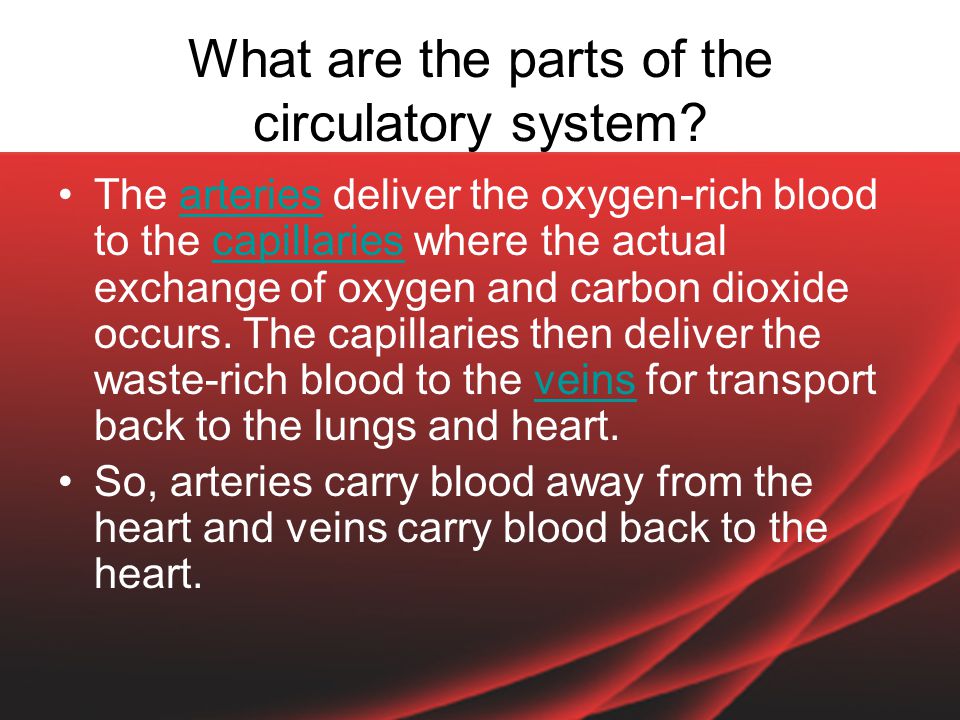 What are the parts of the circulatory system.