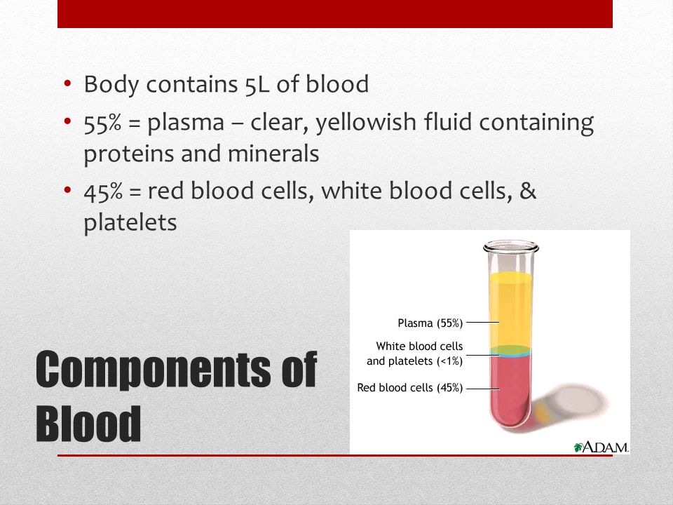 Components of Blood Body contains 5L of blood 55% = plasma – clear, yellowish fluid containing proteins and minerals 45% = red blood cells, white blood cells, & platelets