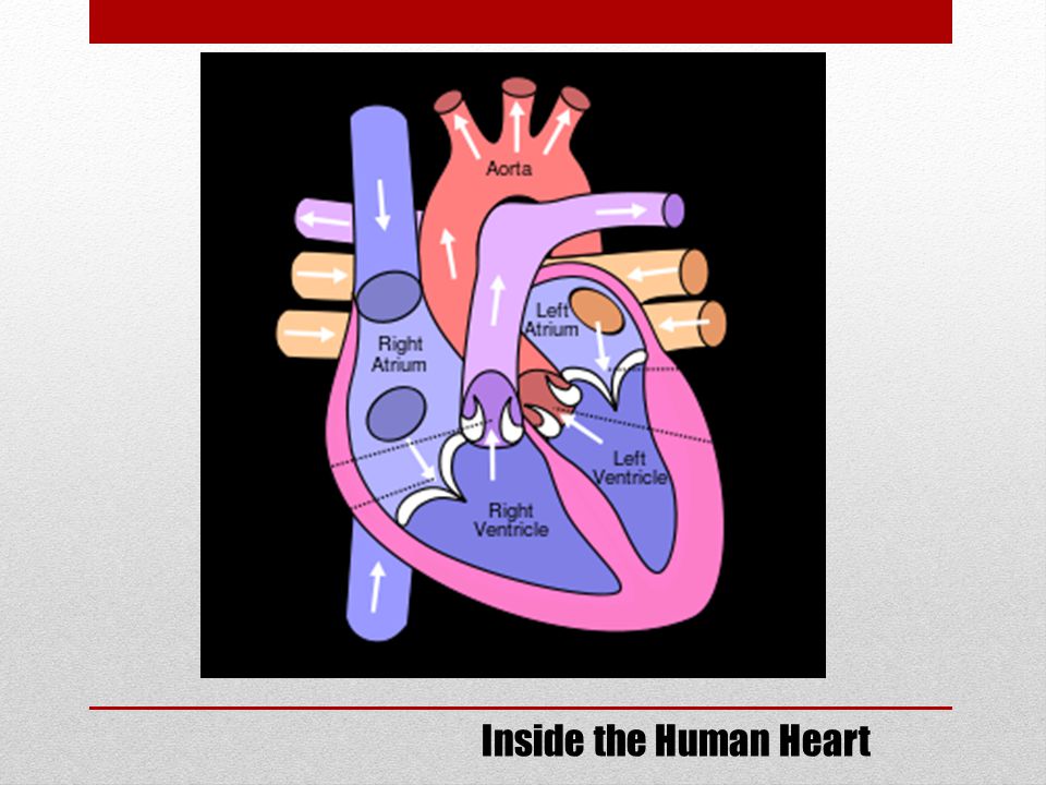 Inside the Human Heart