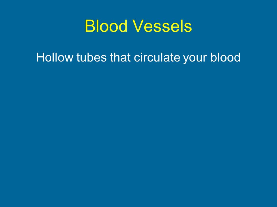 Blood Vessels Hollow tubes that circulate your blood