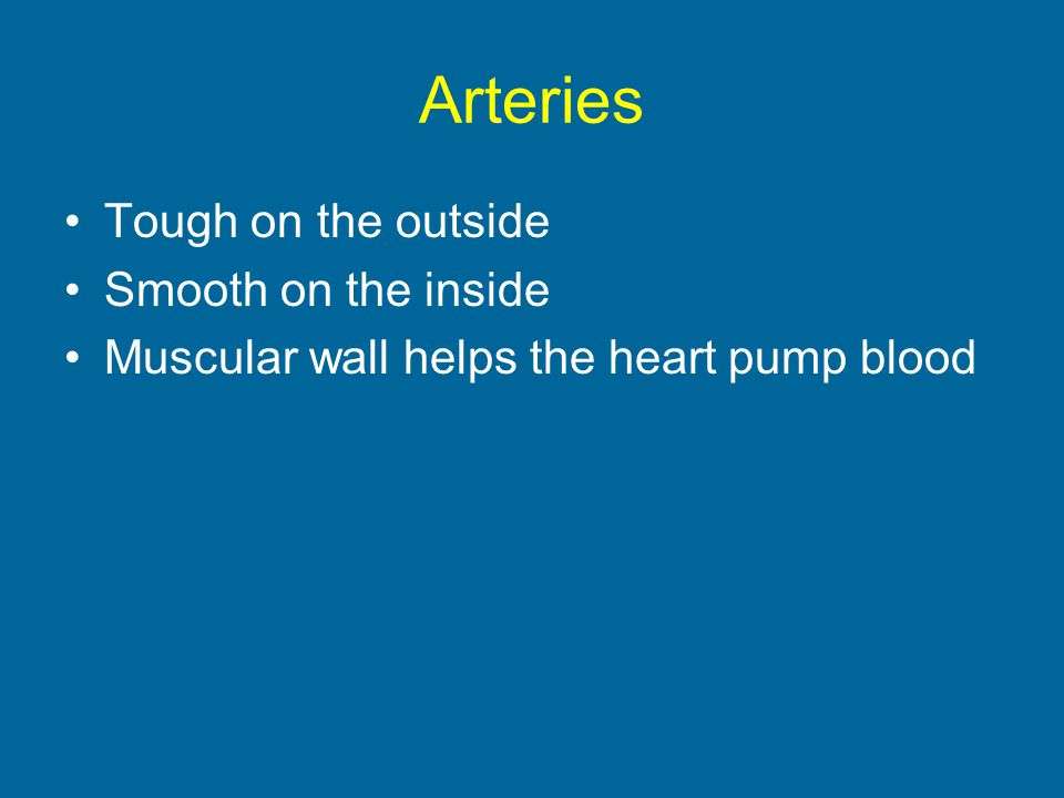 Arteries Tough on the outside Smooth on the inside Muscular wall helps the heart pump blood