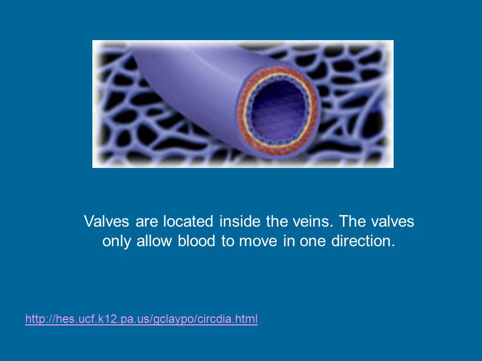Valves are located inside the veins.