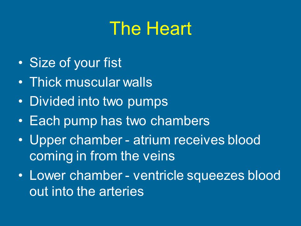 The Heart Size of your fist Thick muscular walls Divided into two pumps Each pump has two chambers Upper chamber - atrium receives blood coming in from the veins Lower chamber - ventricle squeezes blood out into the arteries