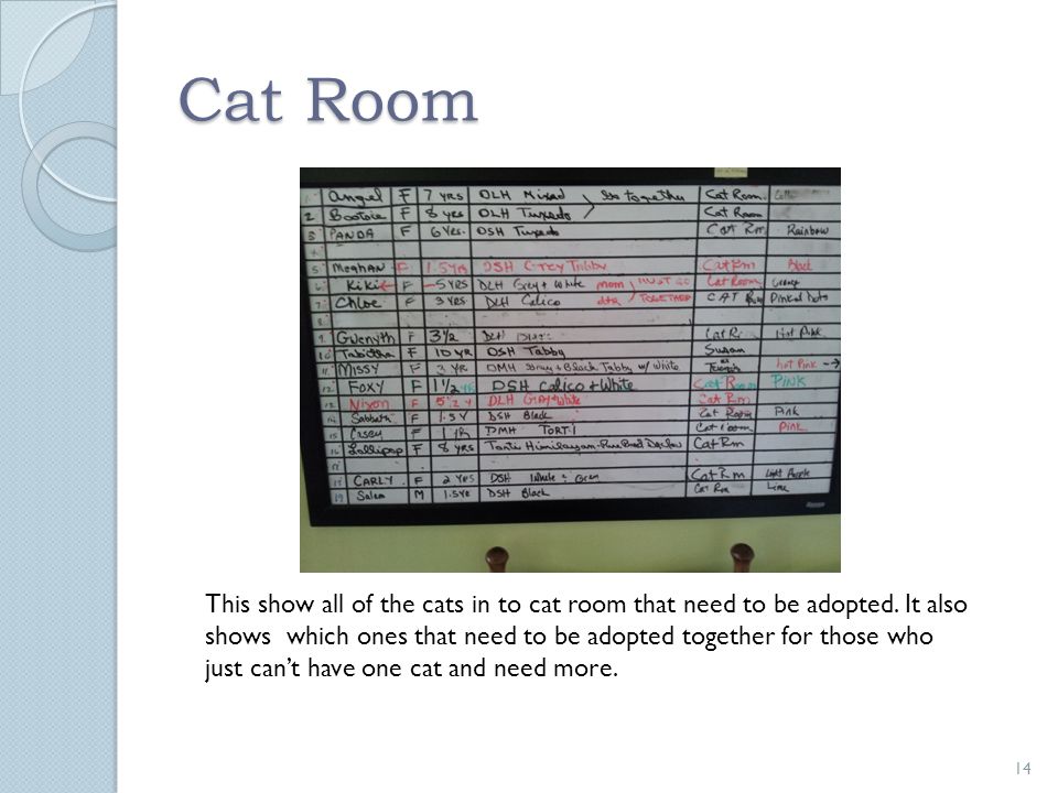 Cat Room 14 This show all of the cats in to cat room that need to be adopted.