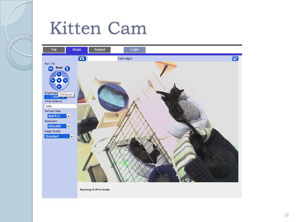 Kitten Cam 18