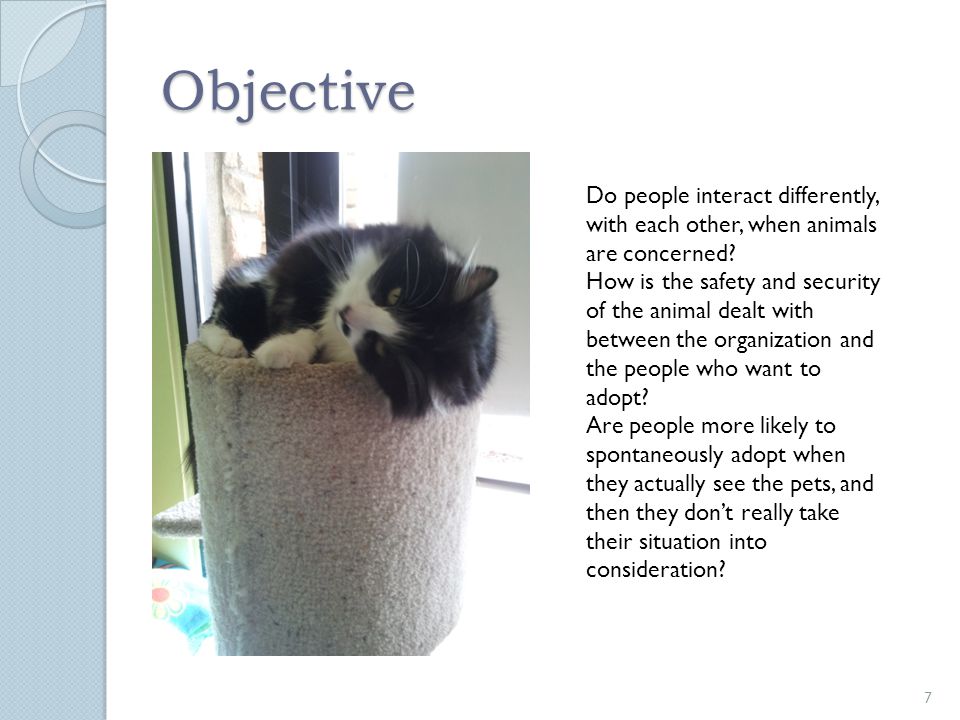 Objective 7 Do people interact differently, with each other, when animals are concerned.
