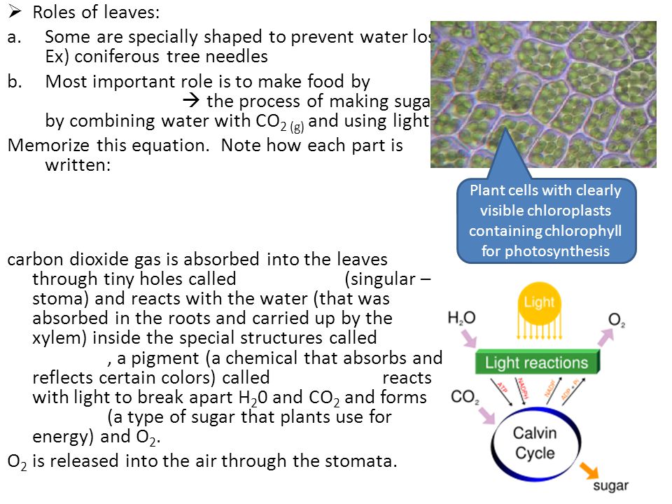  Roles of leaves: a.Some are specially shaped to prevent water loss.