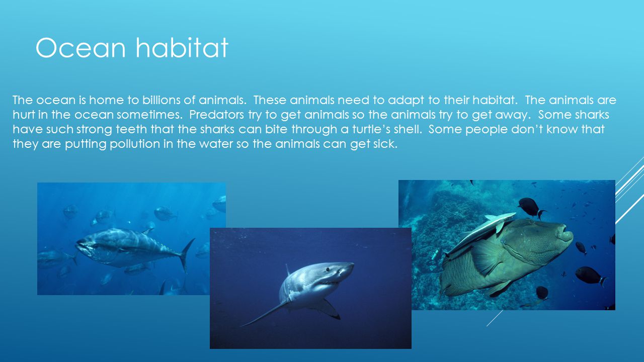 OCEAN HABITAT - By Sophia Statz. The ocean is home to billions of animals.  These animals need to adapt to their habitat. The animals are hurt in the  ocean. - ppt download