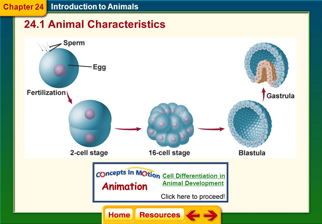 Early Development Introduction to Animals  The zygote undergoes mitosis and a series of cell divisions to form new cells.